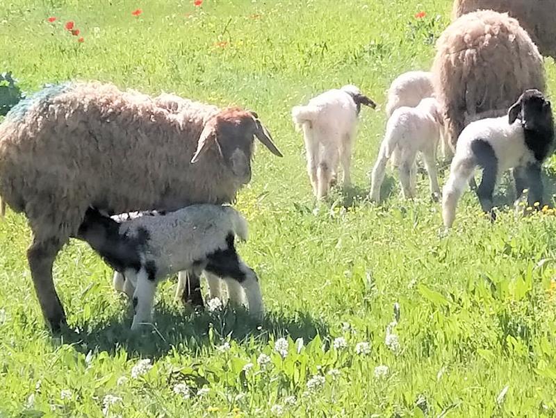 ישוב טלה אל חיק האם – לרגל עונת ההמלטות בצאן