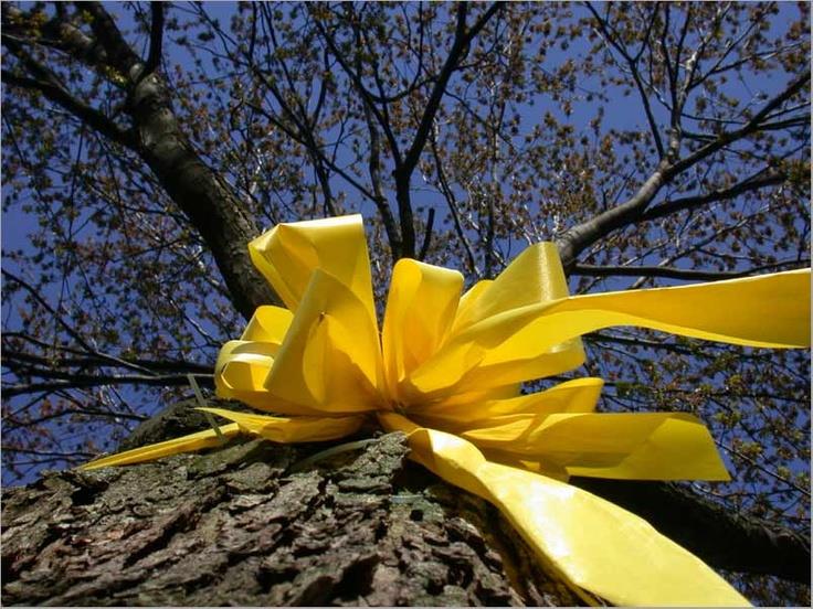 קשרי סרט צהוב סביב גזע עץ האלון - סיפורו של השיר