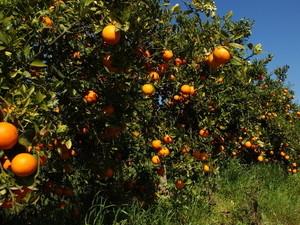 סוף עונת התפוזים - שיר אירוטי?